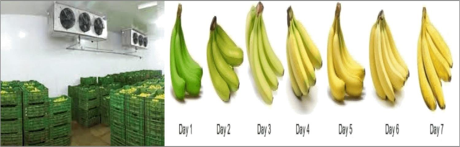 Banana Ripening Chambers